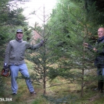 coupe_des_sapins_de_noël_2012_06.jpg