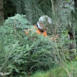 coupe_des_sapins_de_noël_2012_12.jpg