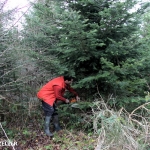 coupe_des_sapins_de_noël_2012_19.jpg