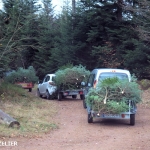 coupe_des_sapins_de_noël_2012_23.jpg