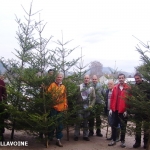 coupe_des_sapins_de_noël_2012_28.JPG